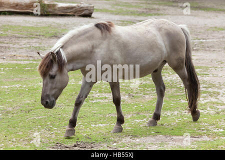 Cavallo di Heck (Equus caballus ferus), rivendicato per assomigliare il tarpan estinto (Equus ferus ferus) presso lo Zoo di Hellabrunn di Monaco di Baviera, Germania. Foto Stock