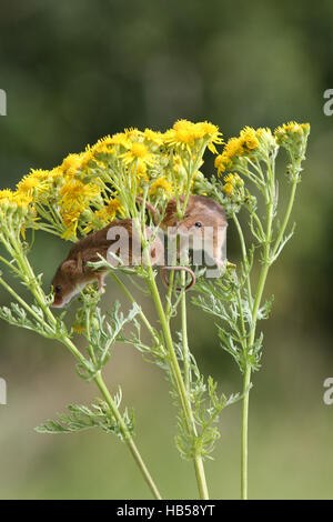 Harvest topi (Micromys minutus) Foto Stock