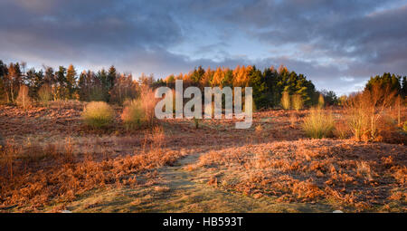 Pow Hill Country Park autunno Foto Stock