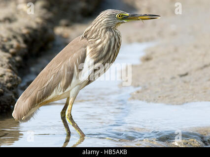 Indian Pond Heron (Ardeola grayii). Goa, India Foto Stock