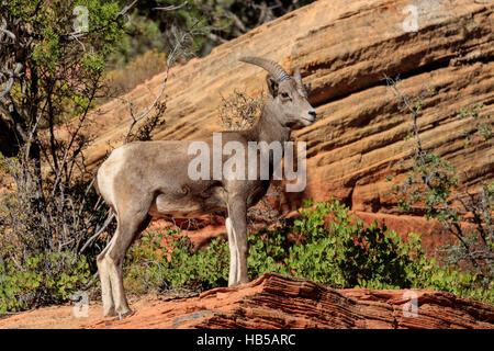 Desert Bighorn, Sion Park, Utah, Stati Uniti Foto Stock