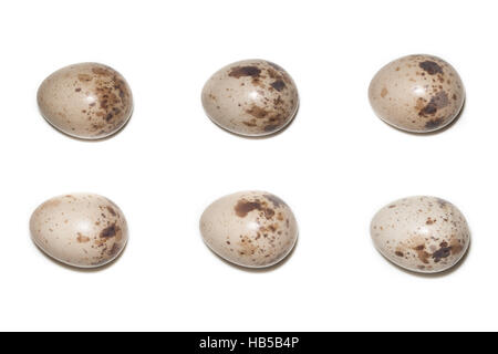 Le uova della comune Shrike davanti a uno sfondo bianco, isolata. Foto Stock