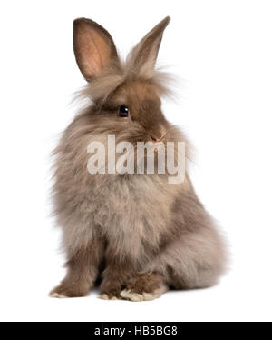 Una bella seduta di color cioccolato coniglietto Lionhead rabbit, isolati su sfondo bianco Foto Stock