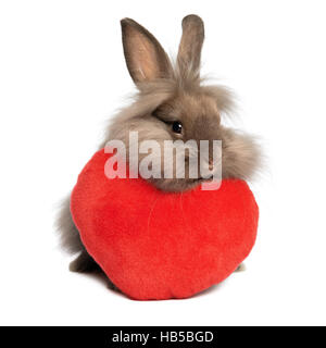 Carino valentine color cioccolato coniglietto Lionhead rabbit con un cuore rosso Foto Stock