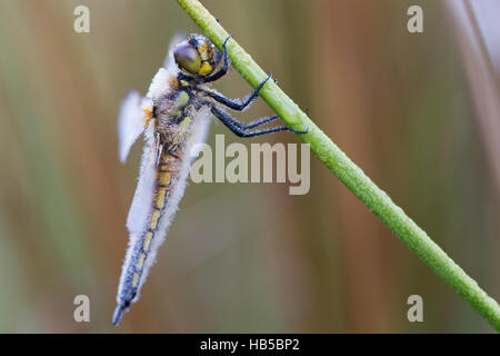 Quattro spotted chaser coperti di rugiada Foto Stock