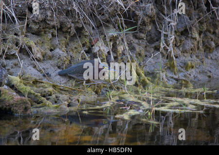 Airone verde sul bordo di un laghetto foraging. Florida Foto Stock