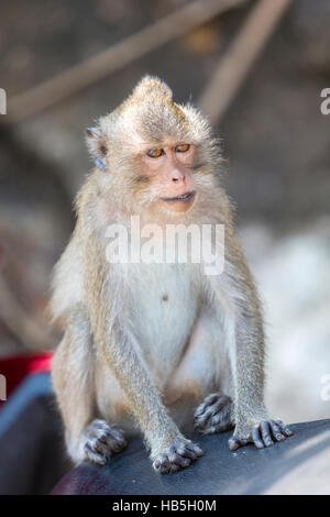 Primo piano di Koh Chang monkey seduti su un sedile di scooter, Thailandia Foto Stock