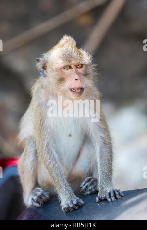 Primo piano di Koh Chang monkey seduti su un sedile di scooter, Thailandia Foto Stock