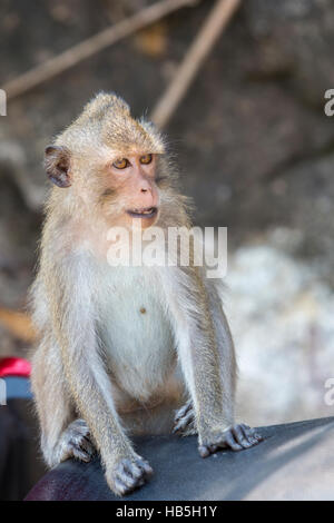 Primo piano di Koh Chang monkey seduti su un sedile di scooter, Thailandia Foto Stock