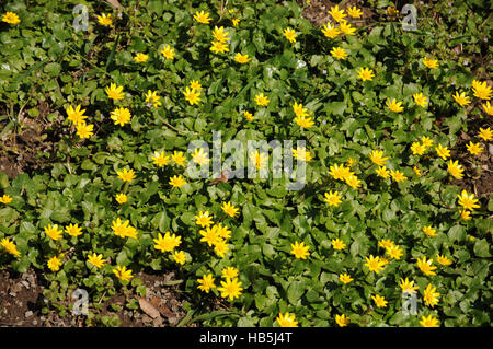 Ranunculus ficaria, Lesser celandine Foto Stock