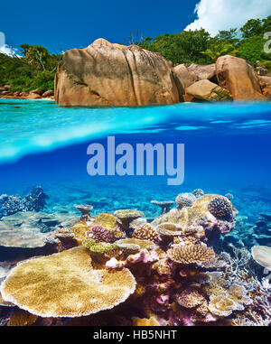 Coral reef a Seychelles Foto Stock