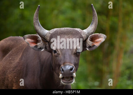 Iavan banteng (Bos javanicus), noto anche come tembadau. Foto Stock