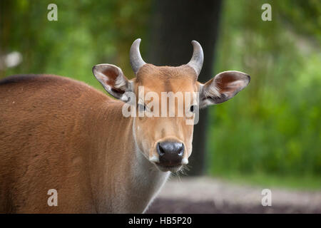Iavan banteng (Bos javanicus), noto anche come tembadau. Foto Stock
