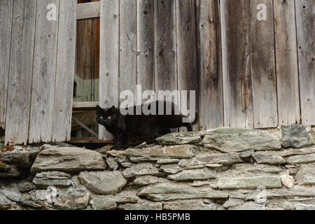 Gatto nero in agguato nella vecchia legnaia Foto Stock