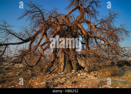 Albero del baobab Foto Stock