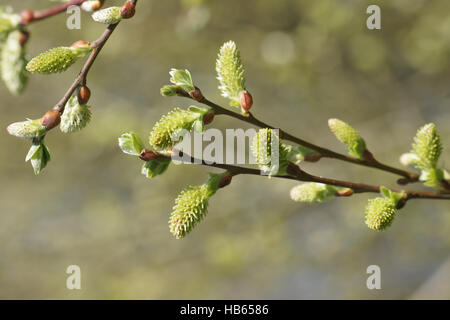 Salix aurita, orecchio willow, fiori femminili Foto Stock