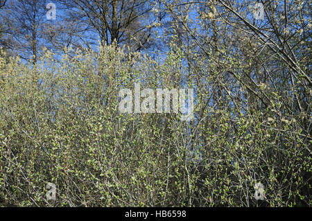 Salix aurita, orecchio willow, fiori femminili Foto Stock