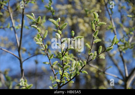 Salix aurita, orecchio willow, fiori femminili Foto Stock