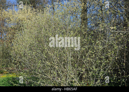 Salix aurita, orecchio willow, fiori femminili Foto Stock