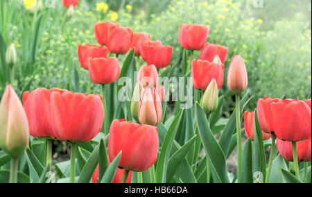 Tulipani rossi sulla aiuola Foto Stock