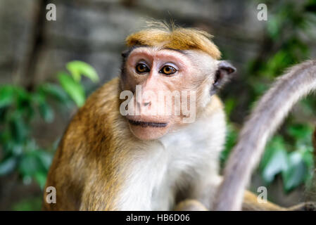 scimmia di cofano Foto Stock