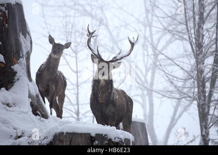 Cervi nel paesaggio invernale Foto Stock