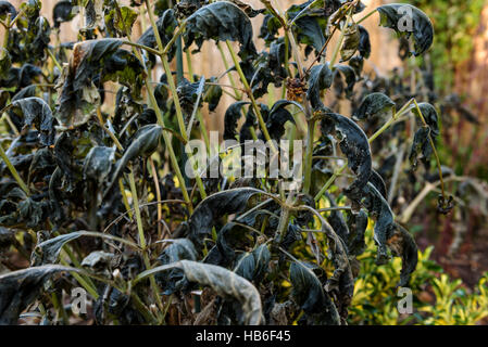 Annerito le foglie di una pianta di Dahlia dopo il primo gelo. Foto Stock