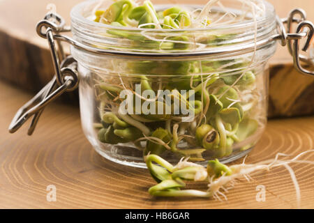 Green giovani germogli di semi di girasole nel vaso del frullatore Foto Stock