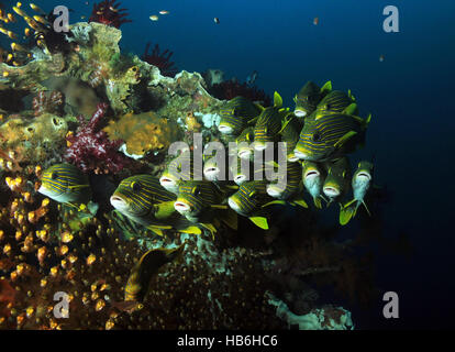 La scolarizzazione Glassfish e Ribboned Sweetlips a una colorata barriera corallina. Raja Ampat, Indonesia Foto Stock