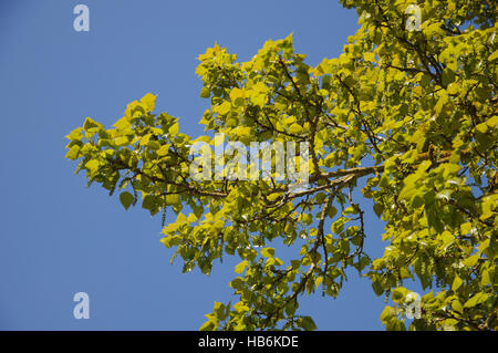 Populus balsamifera, balsamo del pioppo, in primavera Foto Stock