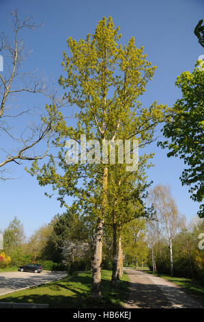 Populus balsamifera, balsamo del pioppo, in primavera Foto Stock