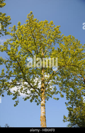 Populus balsamifera, balsamo del pioppo, in primavera Foto Stock