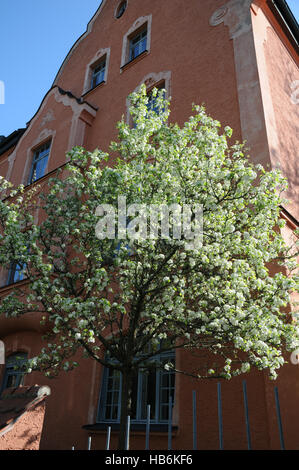 Pyrus communis, Pear Tree Foto Stock