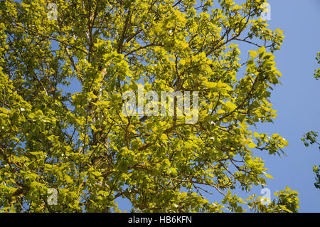 Populus balsamifera, balsamo del pioppo, in primavera Foto Stock