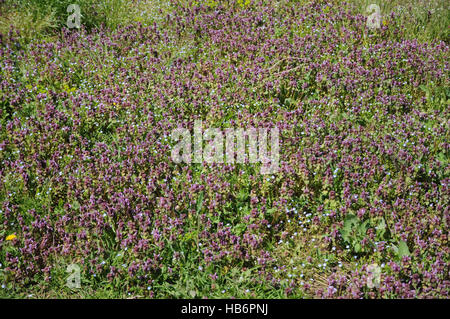 Lamium purpureum, rosso deadnettle Foto Stock