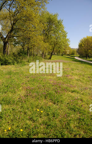 Lamium purpureum, rosso deadnettle Foto Stock
