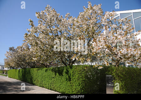 Prunus serrulata, Giapponese fioritura cherry Foto Stock
