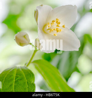 Blooming jasmine bush, close-up Foto Stock