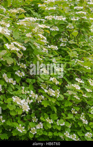 Fioritura viburno-rose, Giugno Foto Stock