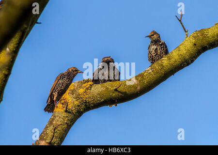 Tre storni (sturnus vulgaris) nella loro screziato piumaggio invernale appollaiato su un ramo sotto il sole nello Yorkshire, Regno Unito Foto Stock