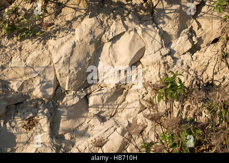 Ballard Cliff, Swanage, Dorset Foto Stock