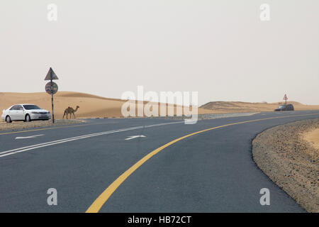 Un cammello selvatico passeggiate su una strada accanto a un deserto di Dubai (Emirati Arabi Uniti) come auto guidare passato Foto Stock