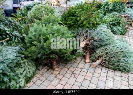 Nordman abeti per la vendita a Natale il vantaggio di questa varietà è che gli aghi sono morbidi e non cadono Foto Stock