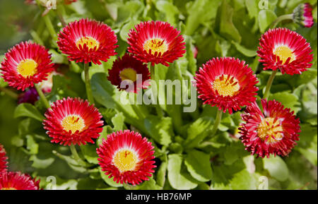 Daisy comune Bellis perennis Foto Stock