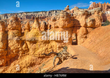 Hoodoos, sul Queens Garden Trail, Parco Nazionale di Bryce Canyon, Utah, Stati Uniti d'America Foto Stock