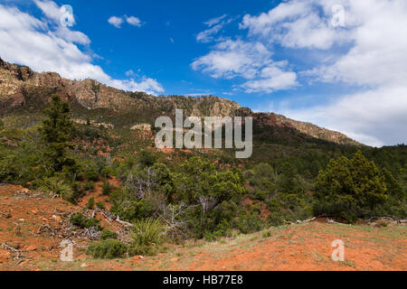 Un prato di arenaria nel deserto foresta lungo la Highline Trail sotto il Mogollon Rim. Coconino National Forest, Arizona Foto Stock