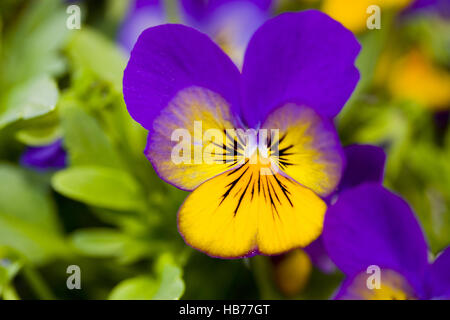 Cornuto pansy Viola cornuta Foto Stock