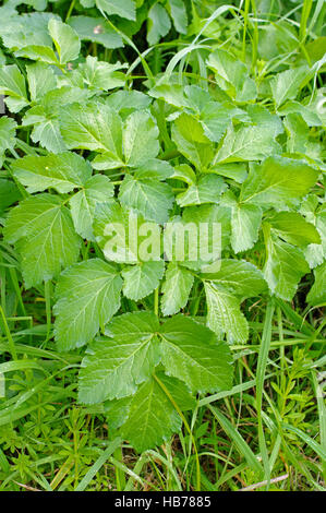 Questa è la pianta selvatica Aegopodium podagraria, Terra sambuco o Goutweed, dalla famiglia Apiaceae Foto Stock