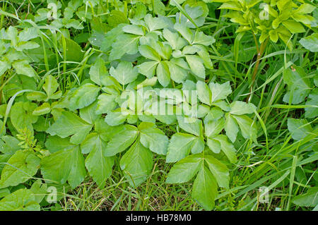 Questo è Aegopodium podagraria, Terra sambuco o Goutweed, dalla famiglia Apiaceae Foto Stock