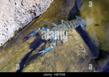 Cherax quadricarinatus, Redclaw Foto Stock